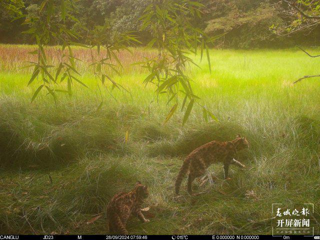 云南景东无量山惊现豹猫奔跑跳跃萌态十足(图1)