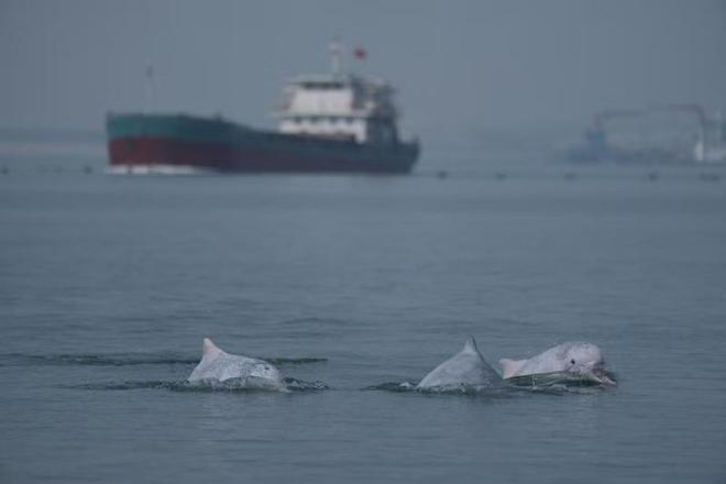 中华白海豚栖息地炸礁作业被叫停海岸边的人兽冲突如何解决？(图1)