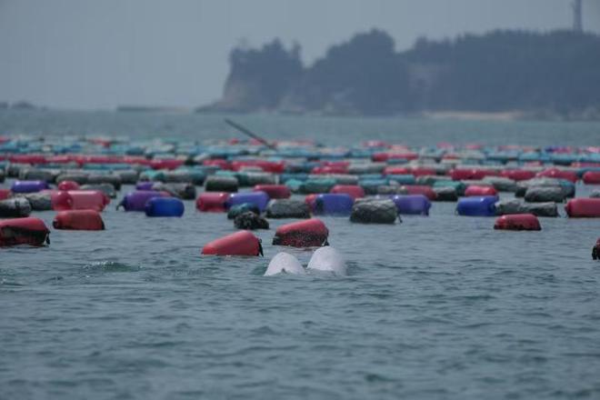 中华白海豚栖息地炸礁作业被叫停海岸边的人兽冲突如何解决？(图7)