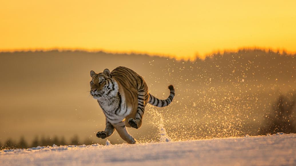 佩德里前往野生动物保护区度假：希望狮子不会吃掉我(图1)