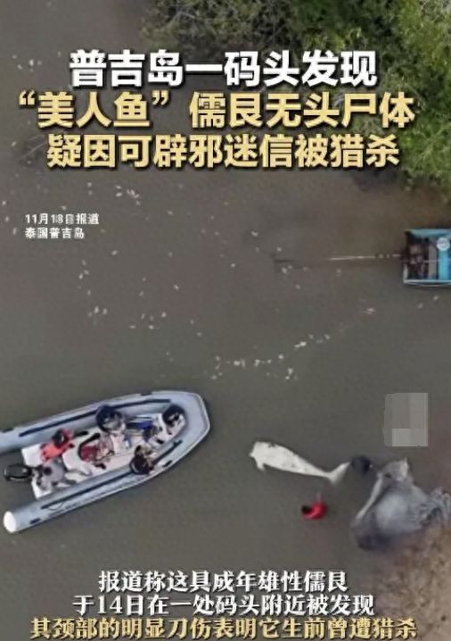 泰海域发现无头“美人鱼”疑遭猎杀只因人类的无知和贪婪(图1)