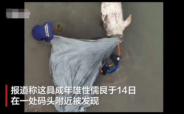 泰海域发现无头“美人鱼”疑遭猎杀只因人类的无知和贪婪(图2)