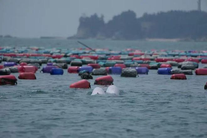 新京报 中华白海豚栖息地炸礁作业被叫停海岸边的人兽冲突如何解决？(图7)