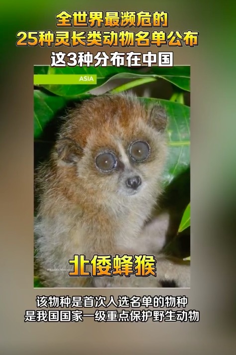 全世界最濒危的25种灵长类动物名单公布 这3种分布在中国！(图2)