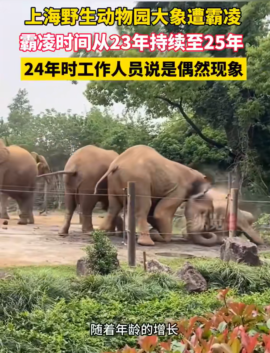 大象遭霸凌上海野生动物园发通告(图1)