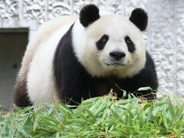 最新消息！日本已归还中国！(图1)