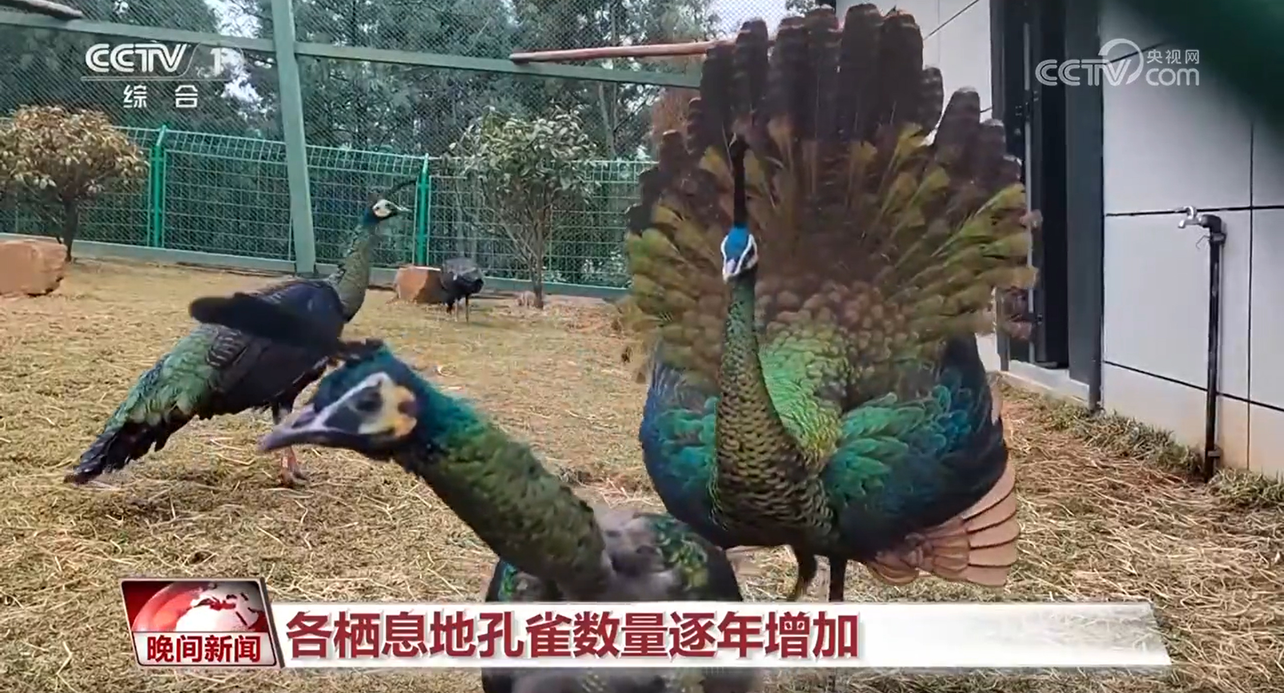 国际生物多样性日｜人工繁育、破解“声纹密码” 我国生物多样性保护“上大分”(图1)