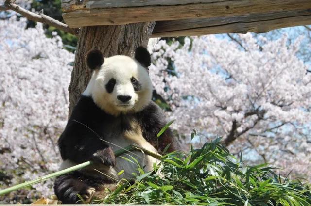 最新消息！日本已将离世的旅日大熊猫“旦旦”骨架遗骸归还给中国(图3)