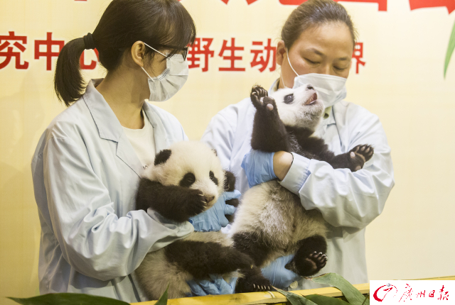 探访上海野生动物园非洲象展区 专家：动物行为学中无“霸凌”概念(图1)