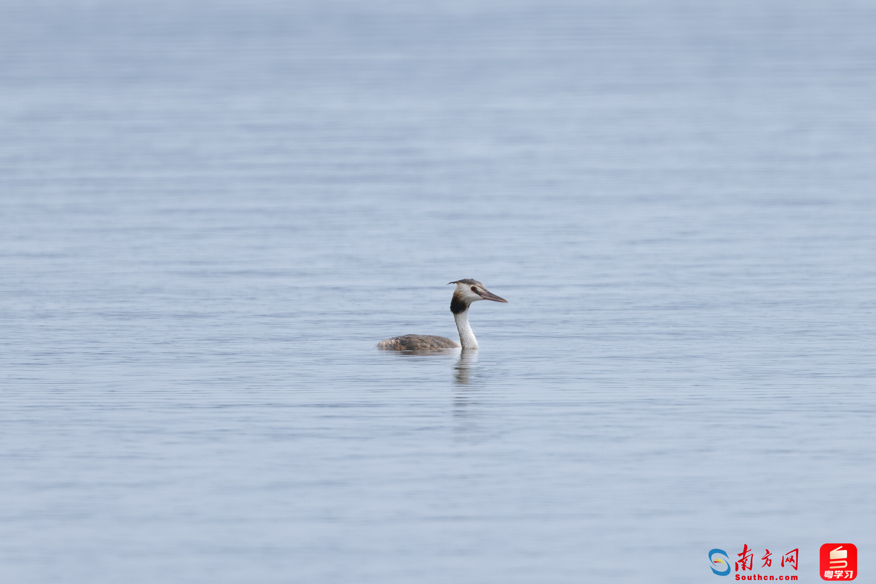 近年发生的十大野猪危害事件野猪有必要被保护吗？(图1)