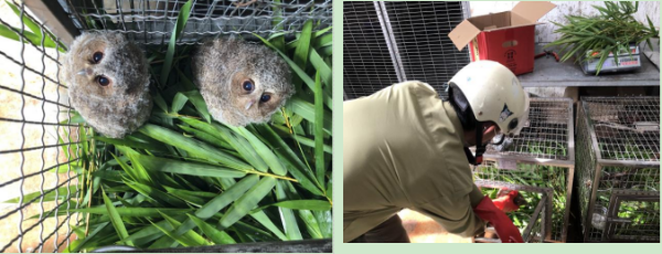 再次遇见你——邻角鸮(图1)