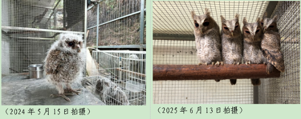 再次遇见你——邻角鸮(图2)