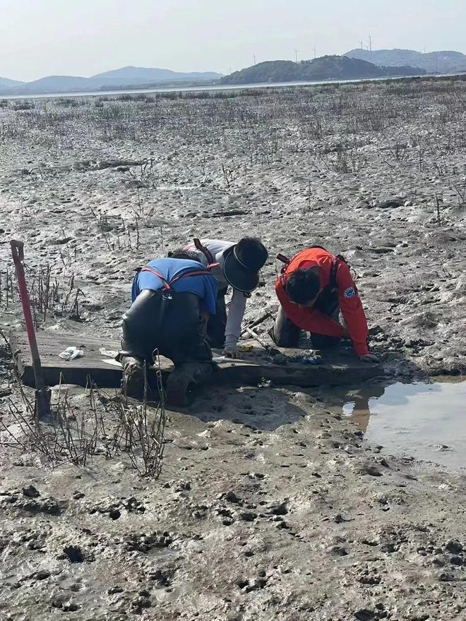 自然资源部北海预报减灾中心发现国家一级保护动物彩鹮首次现身丁字湾！海湾生态保护初现成效(图2)