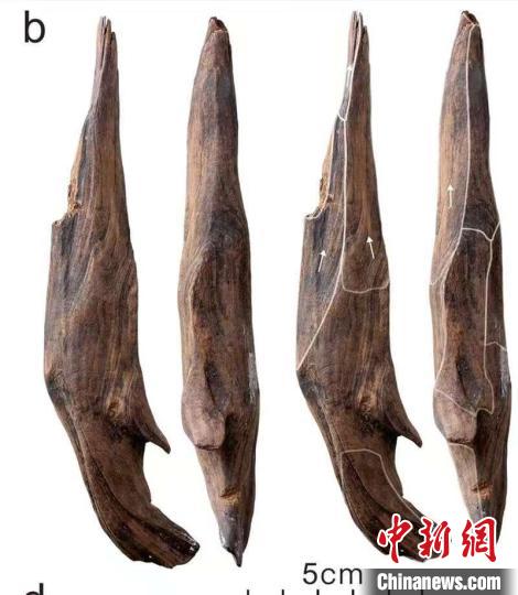 【中国新闻网】世界级重大考古成果！中国发现30万年前东亚最早木器(图1)