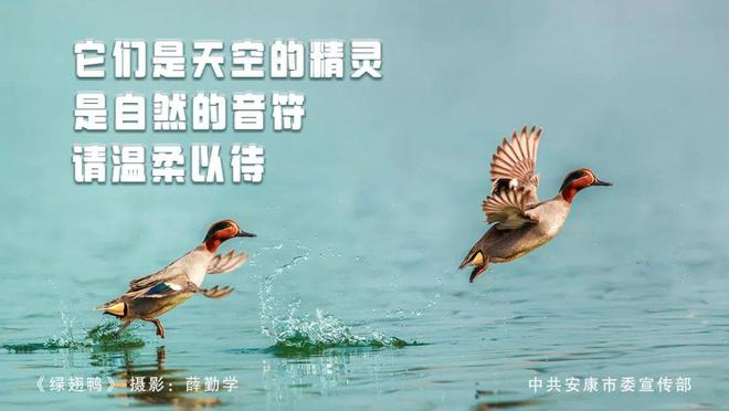 420余种！安康这群“蓝天精灵”需要你这样爱护！【959连线】(图3)