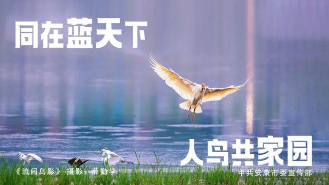 420余种！安康这群“蓝天精灵”需要你这样爱护！【959连线】(图4)