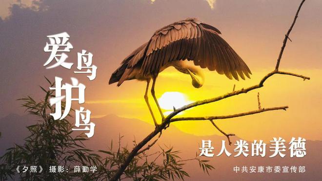 420余种！安康这群“蓝天精灵”需要你这样爱护！【959连线】(图5)