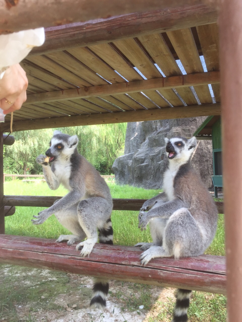 世界野生动植物日：“构建野生动植物智慧保护体系”(图1)