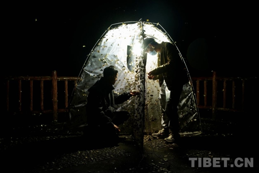 西藏科技工作者达娃：深耕高原昆虫生态研究(图3)