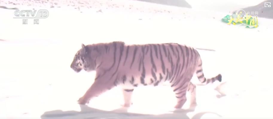 科技助力保护生物多样性 守护珍稀野生动物家园(图1)