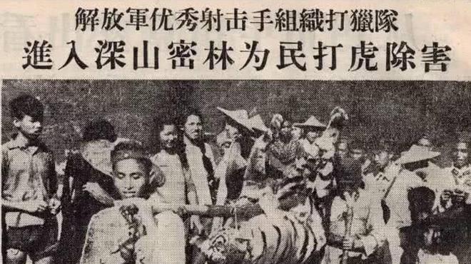 真实的东北虎危机：隔江俄罗斯700只我们还不到他们的零头？(图6)