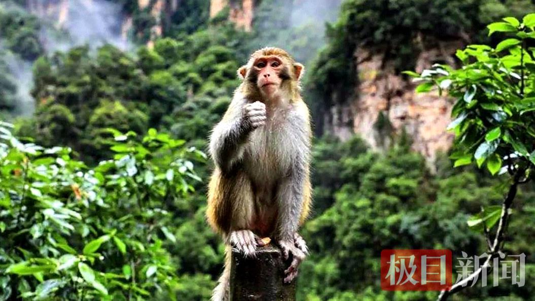 一个账本牵出非法收购野生动物团伙 20名被告人均受到相应刑罚(图1)