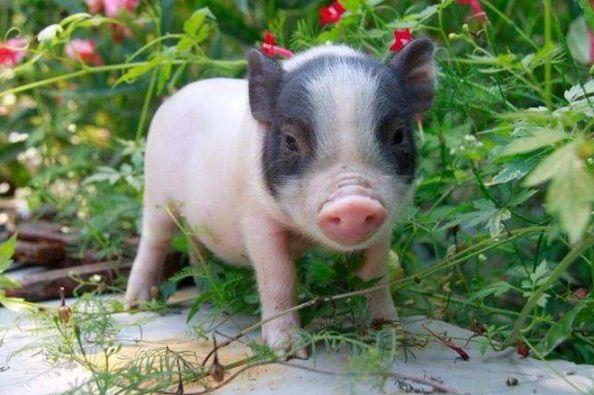 首次在湖南境内发现！郴州莽山“惊现”国家二级保护动物棕背田鸡(图1)