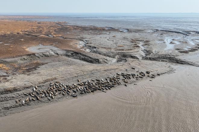 守护斑海豹：关注但不打扰(图1)