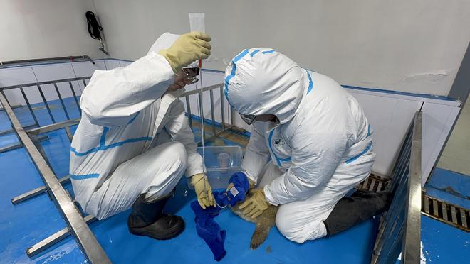 守护斑海豹：关注但不打扰(图2)