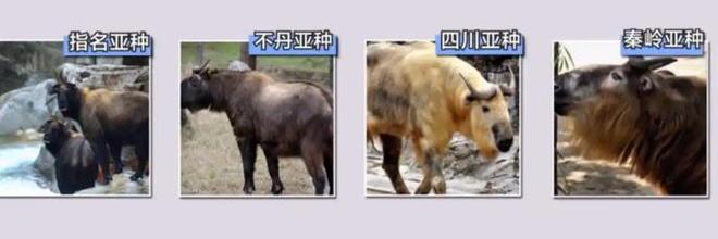 秦岭深处的“黄毛怪牛”30年内杀死25人！却是与熊猫同级国宝？(图3)