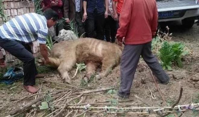 秦岭深处的“黄毛怪牛”30年内杀死25人！却是与熊猫同级国宝？(图7)