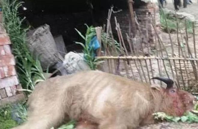 秦岭深处的“黄毛怪牛”30年内杀死25人！却是与熊猫同级国宝？(图8)