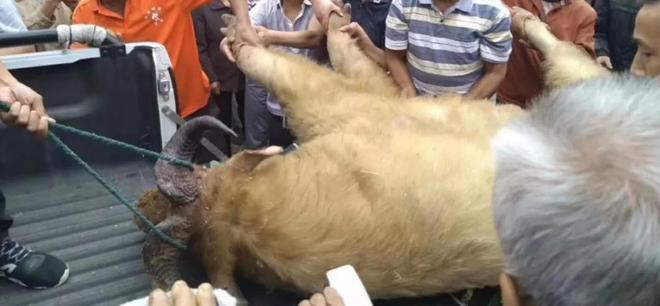 秦岭深处的“黄毛怪牛”30年内杀死25人！却是与熊猫同级国宝？(图5)