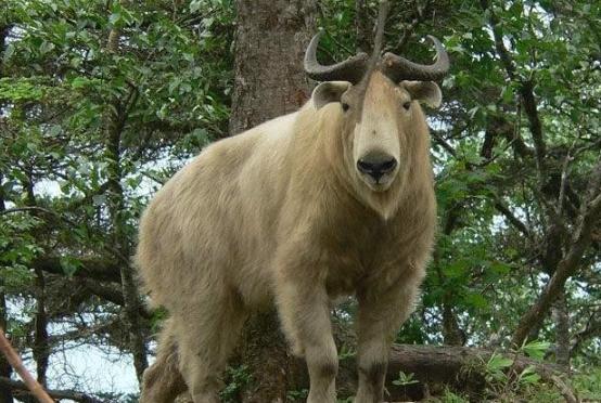 秦岭深处的“黄毛怪牛”30年内杀死25人！却是与熊猫同级国宝？(图9)