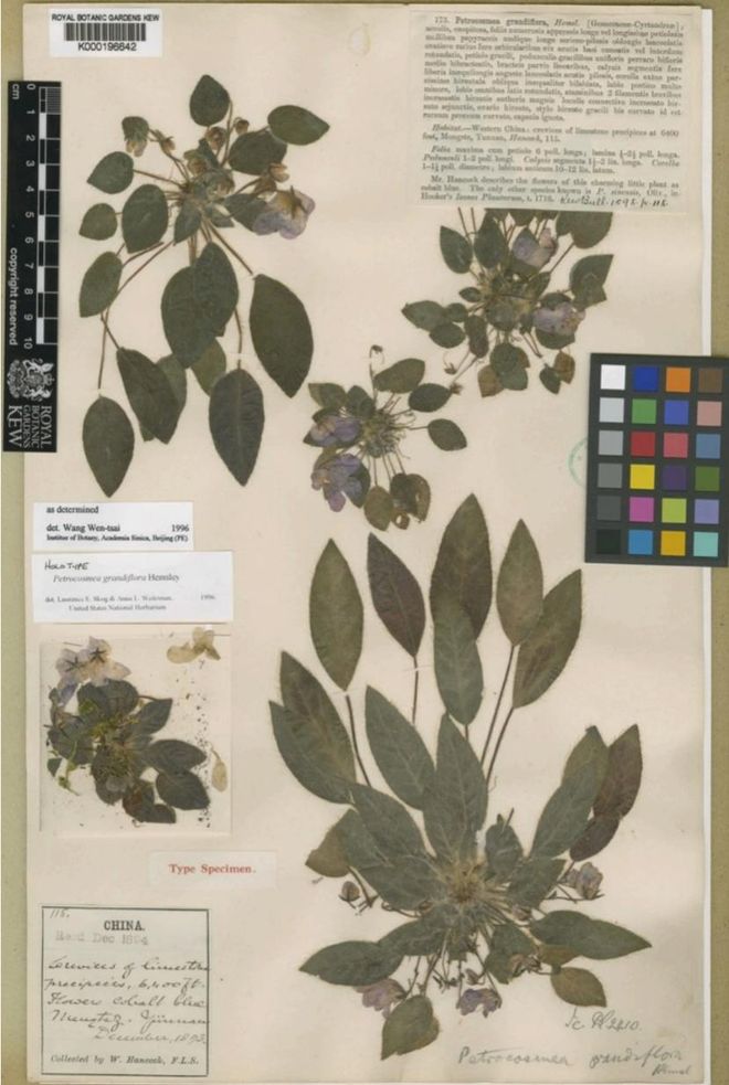 这一极危物种曾“消失”百年如今中国科学家助它重返自然！(图1)