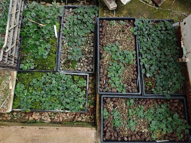 这一极危物种曾“消失”百年如今中国科学家助它重返自然！(图3)