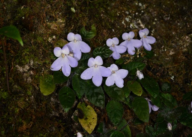这一极危物种曾“消失”百年如今中国科学家助它重返自然！(图2)