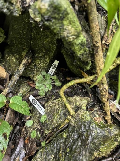 这一极危物种曾“消失”百年如今中国科学家助它重返自然！(图5)