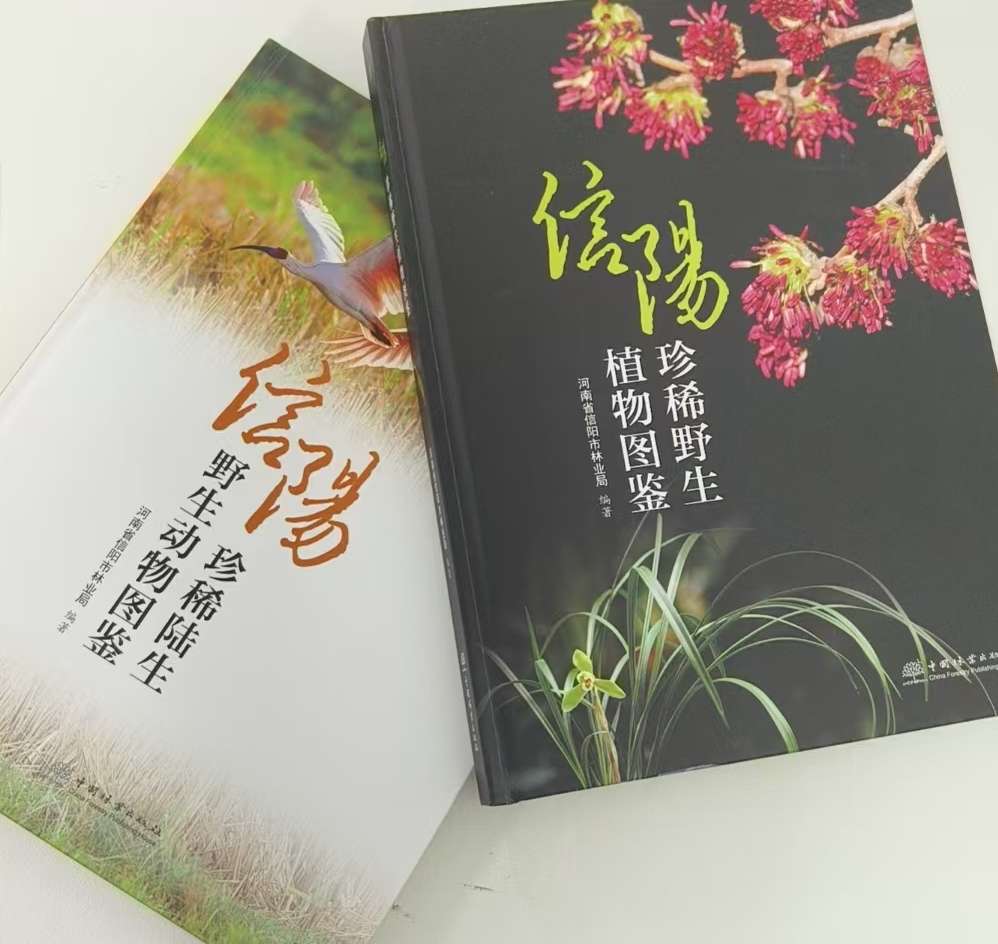 【践行“两山”理念 守护绿水青山】飞鸟林间起舞 山野生机勃发——信阳市推进野生动植物保护工作综述(图3)