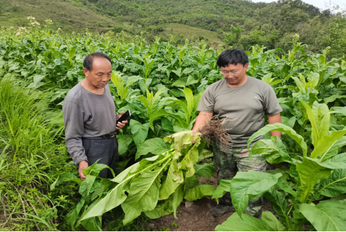 田心乡：野生动物肇事保险为民解忧 受损烟农获理赔(图1)
