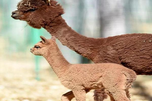 成都神秘镜头：野生大熊猫母子夜探雪地觅食竟玩起“自拍”！(图1)