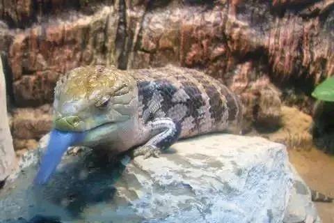 “异宠”凶猛！去年大幅增长200%别乱买！(图2)