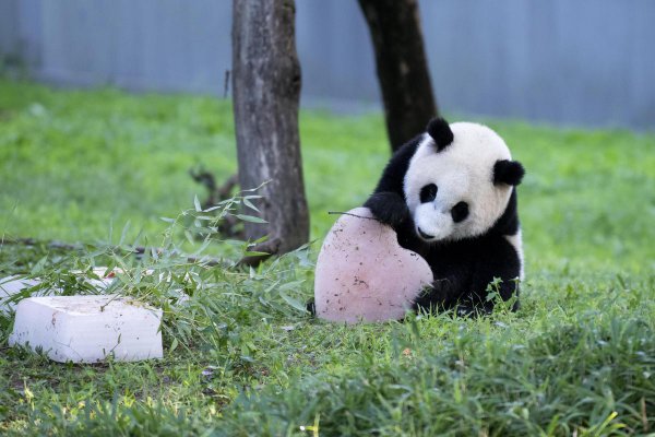 2024非法猎捕杀害珍贵濒危野生动物罪由什么要件构成(图1)