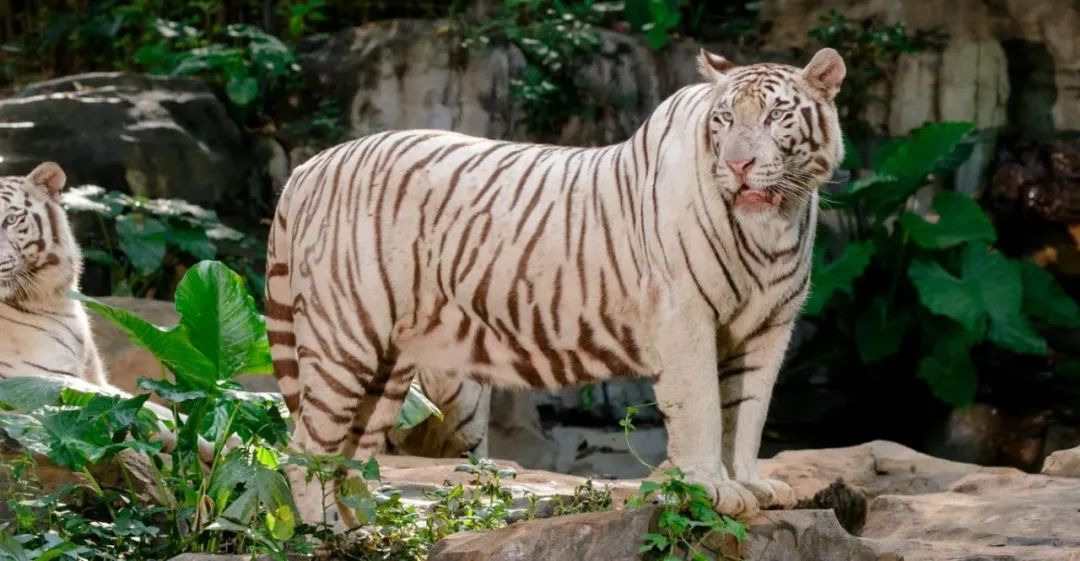 冲进江苏电视台的野猪被抓捕了！(图1)