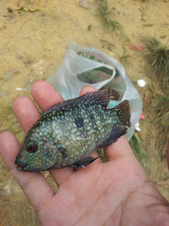 深圳香蜜湖出现大量新物种酷似罗非长满斑点钓鱼人：不敢吃(图6)
