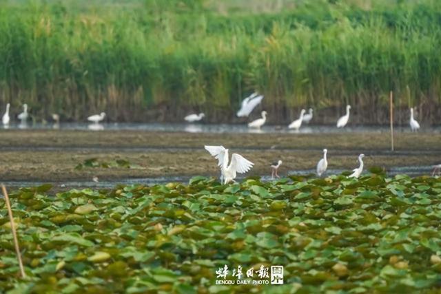 从“稀客”频现到“常客”安居-——蚌埠“鸟叔”镜头里的生态密码(图1)