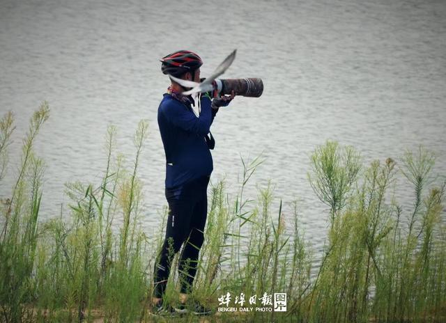 从“稀客”频现到“常客”安居-——蚌埠“鸟叔”镜头里的生态密码(图4)