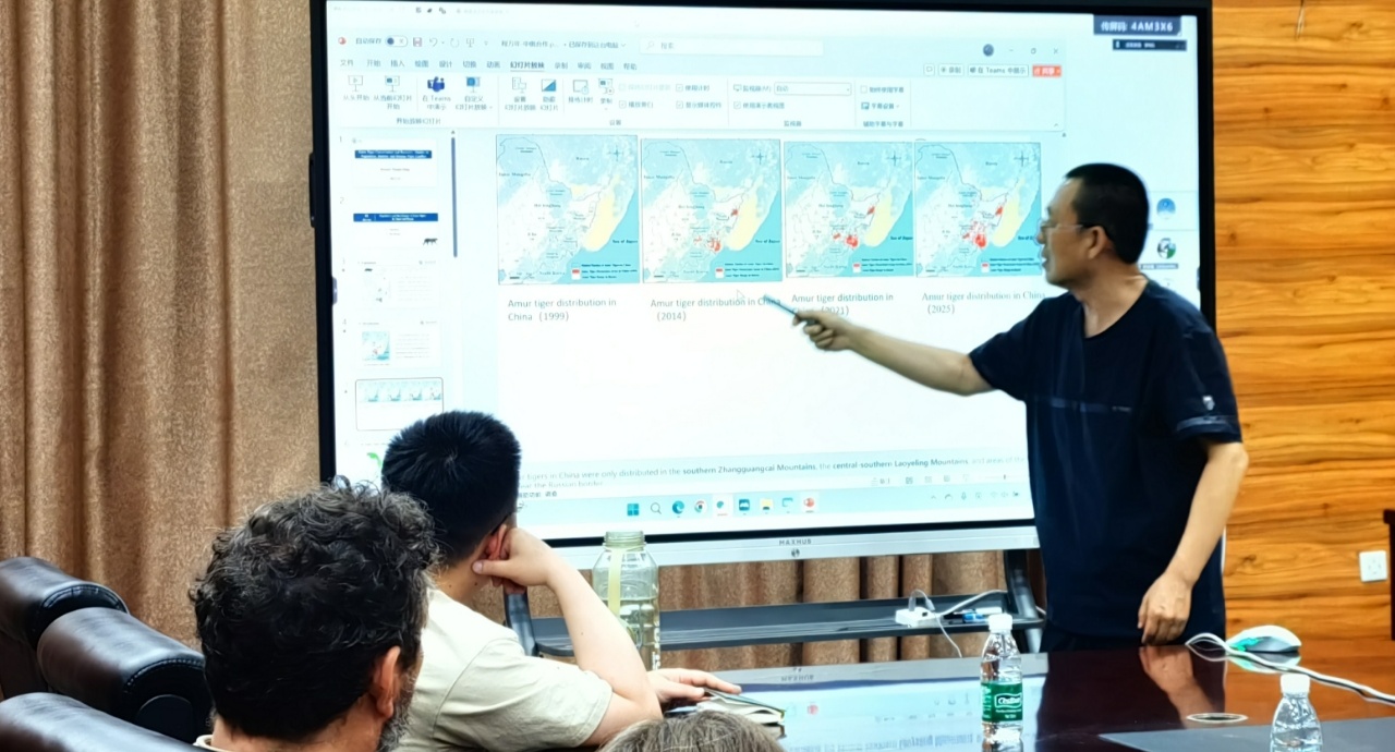 中俄专家跨境护虎亮答卷 学术互鉴共解“人虎冲突”难题(图2)