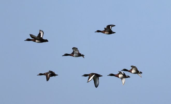 北林大为了候鸟！(图6)
