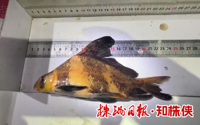 湘江株洲段现在有多少种鱼？(图3)